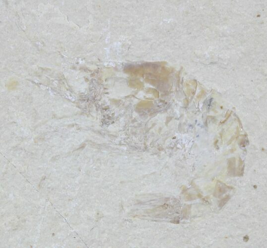 Bargain Cretaceous Fossil Shrimp Carpopenaeus - Lebanon #24097
